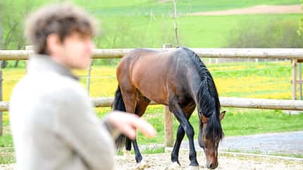 CAVALLO Freigeister Freigeister