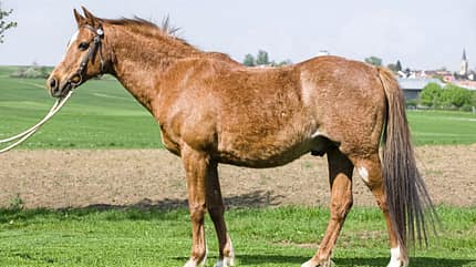 CAVALLO Tragkraft-Check Tragkraft-Check