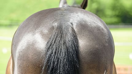 CAVALLO Tragkraft-Check Tragkraft-Check