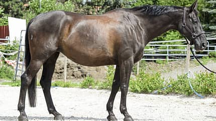 CAVALLO Tragkraft-Check Tragkraft-Check