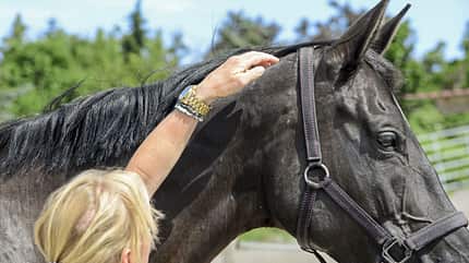 CAVALLO Tragkraft-Check Tragkraft-Check
