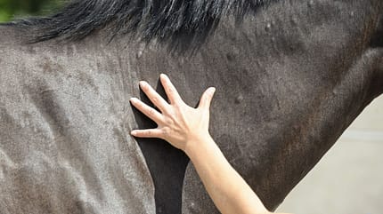 CAVALLO Tragkraft-Check Tragkraft-Check