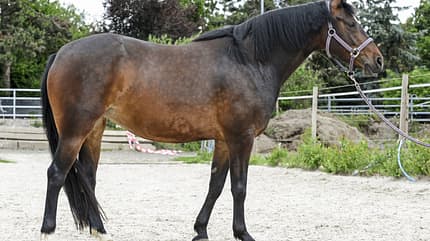 CAVALLO Tragkraft-Check Tragkraft-Check