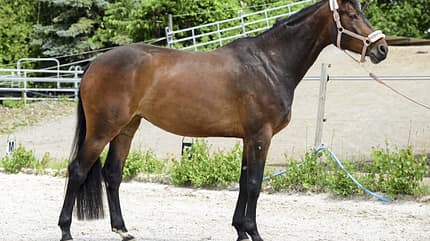 CAVALLO Tragkraft-Check Tragkraft-Check