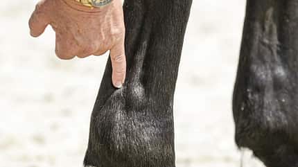 CAVALLO Tragkraft-Check Tragkraft-Check