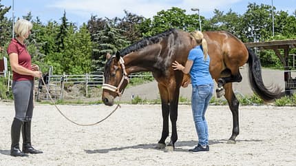 CAVALLO Tragkraft-Check Tragkraft-Check