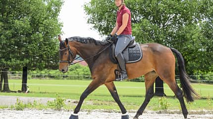 CAVALLO Tragkraft-Check Tragkraft-Check