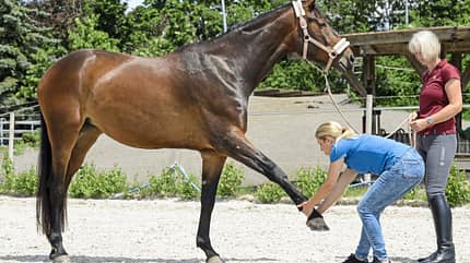 CAVALLO Tragkraft-Check Tragkraft-Check