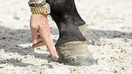 CAVALLO Tragkraft-Check Tragkraft-Check