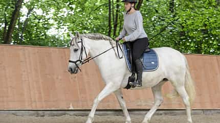 CAVALLO Tragkraft-Check Tragkraft-Check