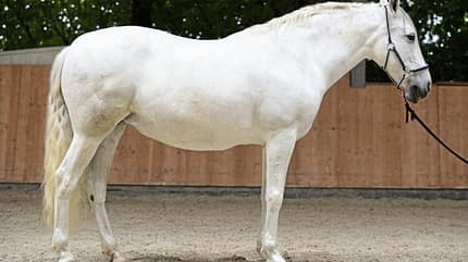 CAVALLO Tragkraft-Check Tragkraft-Check
