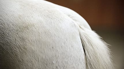 CAVALLO Tragkraft-Check Tragkraft-Check