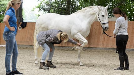 CAVALLO Tragkraft-Check Tragkraft-Check