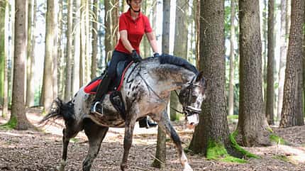 CAVALLO So trainieren Sie das Hinterteil Ihres Pferdes So trainieren Sie das Hinterteil Ihres Pferdes