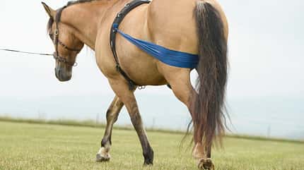 CAVALLO So trainieren Sie das Hinterteil Ihres Pferdes So trainieren Sie das Hinterteil Ihres Pferdes