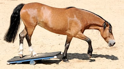 CAVALLO So trainieren Sie das Hinterteil Ihres Pferdes So trainieren Sie das Hinterteil Ihres Pferdes