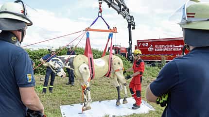 CAVALLO Pferde in Not Pferde in Not