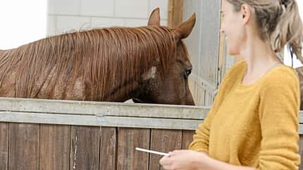 CAVALLO Wie Pferde riechen Wie Pferde riechen