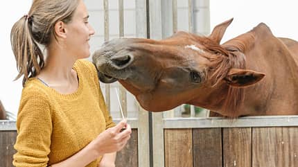 CAVALLO Wie Pferde riechen Wie Pferde riechen