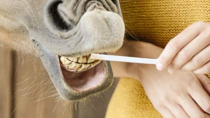 CAVALLO Wie Pferde riechen Wie Pferde riechen