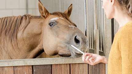 CAVALLO Wie Pferde riechen Wie Pferde riechen