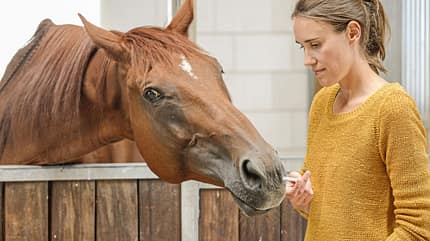 CAVALLO Wie Pferde riechen Wie Pferde riechen