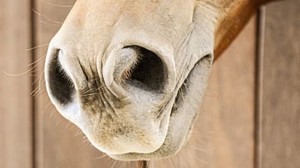 CAVALLO Wie Pferde riechen Wie Pferde riechen