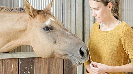 CAVALLO Wie Pferde riechen Wie Pferde riechen