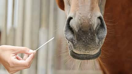 CAVALLO Wie Pferde riechen Wie Pferde riechen