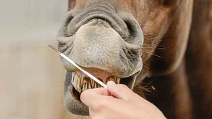 CAVALLO Wie Pferde riechen Wie Pferde riechen