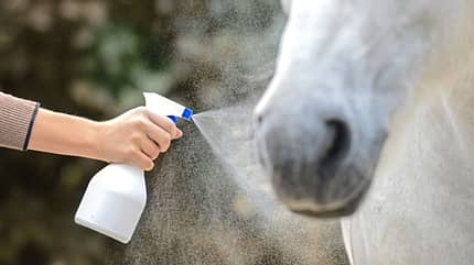 CAVALLO Wie Pferde riechen Wie Pferde riechen