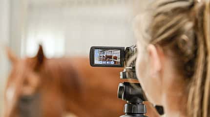 CAVALLO Wie Pferde riechen Wie Pferde riechen