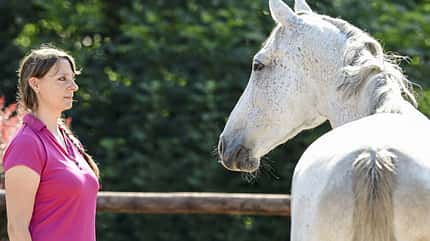 CAVALLO Pferde als Spiegel Pferde als Spiegel