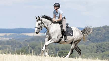 CAVALLO TSP Tierschutz TSP Tierschutz