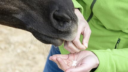 CAVALLO TSP Tierschutz TSP Tierschutz