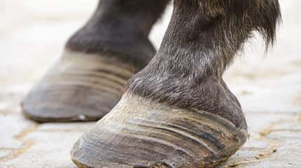 CAVALLO Medizin-Kompendium Hufrehe Medizin-Kompendium Hufrehe