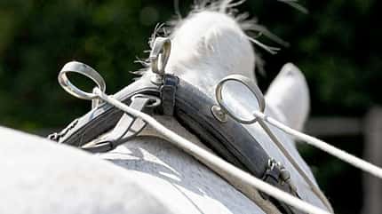 CAVALLO Fahren vom Boden Fahren vom Boden