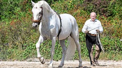 CAVALLO Fahren vom Boden Fahren vom Boden