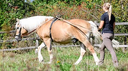 CAVALLO Fahren vom Boden Fahren vom Boden