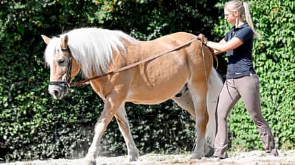CAVALLO Fahren vom Boden Fahren vom Boden