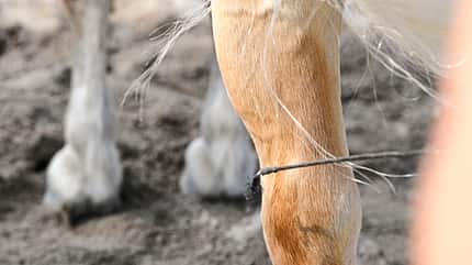 CAVALLO Fahren vom Boden Fahren vom Boden