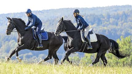 CAVALLO Hautnah bei Christoph Ackermann Hautnah bei Christoph Ackermann