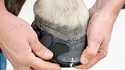 CAVALLO Klebebeschläge Klebebeschläge