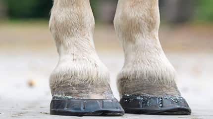 CAVALLO Klebebeschläge Klebebeschläge