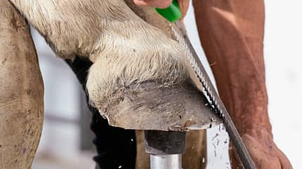 CAVALLO Klebebeschläge Klebebeschläge