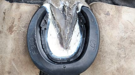 CAVALLO Klebebeschläge Klebebeschläge