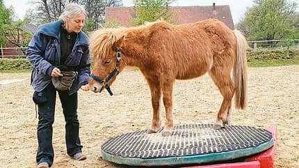 CAVALLO Clickern für Problemfälle