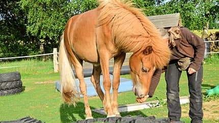 CAVALLO Clickern für Problemfälle