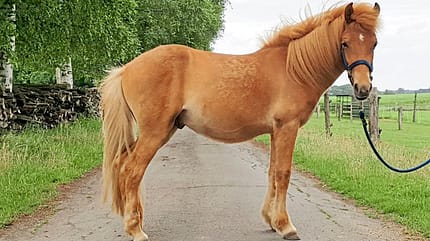 CAVALLO Clickern für Problemfälle