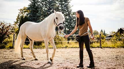 CAVALLO Clickern für Problemfälle